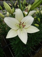 [5069 Eyeliner EVR No02.JPG]